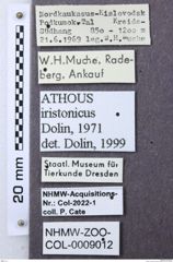 Etiketten zu Athous iristonicus (NHMW-ZOO-COL-0009012)